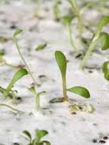 Seed Paper - Photo 11